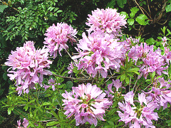 Rhododendron--Orchid-Lights--Azalea.gif