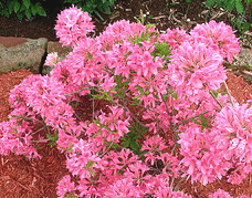 Rhododendron--Rosy-Lights--Azalea.gif