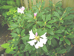 Rhododendron--Yaku-Princess--Azalea1.gif