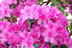 -Girard-s-Fuchsia--Azalea.gif