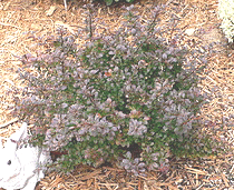 Berberis-thunbergii-atropupurea--Crimson-Pygmy-.gif