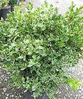 Buxus--Green-Velvet-.gif