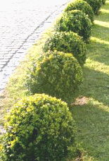 941303_evenly_trimmed_bushes.gif