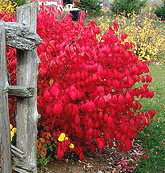 Burning-Bush-fall-color.gif