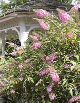 Butterfly-Bush.gif