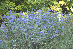 Caryopteris-Longwood-Blue.gif