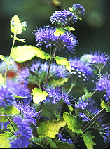 Caryopteris-Sunshine-Blue.gif
