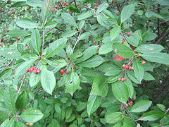 Aronia-melanocarpa--Atumn-Magic-.gif