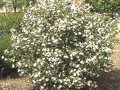 Aronia-melanocarpa-elata-Black-Chokeberry.gif