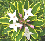 daphne-burwoodi-carol-mackie-blooms.gif