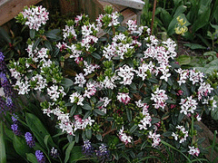 Daphne-retusa.gif