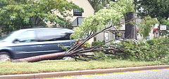Deep-planted-tree-snaps.gif