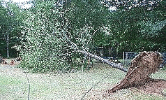 shallow-planting--no-anchor-roots.gif