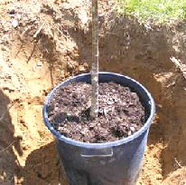 Container Grown Tree by Midwest Gardening.gif