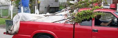 protect-bare-roots.gif