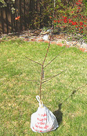 roots-and-wet-mulch-enclosed-in-plastic.gif