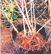soaking-bare-root-trees by Midwest Gardening.gif