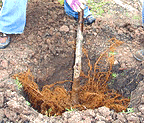 do-not-stuff-the-roots-in-a-too-small-hole.gif