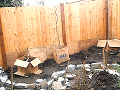 bare-root-trees-heeled-in.gif