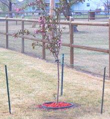 staked-trees.gif