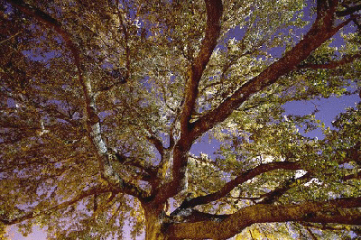 Well-pruned-Oak-Tree-by-Martin.gif