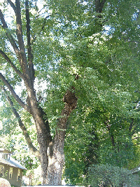 Pruning-V-shape.gif