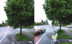 Prune-for-safety-by-K-Tesh.gif