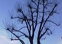 prune-tree-collarding-by-Libby.gif