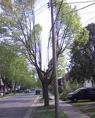 pruning-deep-crotch-by-b.gif