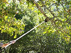 pole-pruner.gif