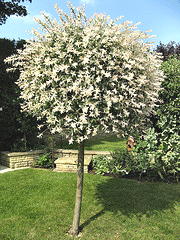 Ornamental-willow.gif