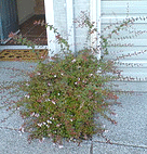 Overpruned-causing-shoots.gif