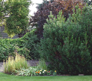 Evergreens-by-Daryl-Mitchell.gif