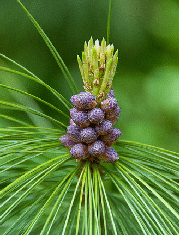 New-Growth-on-Pine-by-Suffolk-Kev.gif