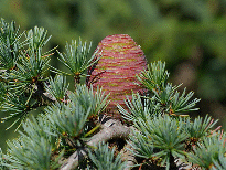 Cedrus-needles-and-cone-by-Eric-in-SF.gif