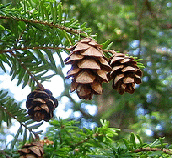 Spruce-cones-by-Chris-Campbell.gif