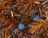 Juniper-needles-by-Alfred-Cook.gif