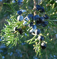 Juniper-needles-and-berries-by-Bionic-Botanist.gif