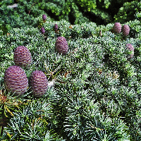 Conifer-by-Ken-McCown.gif