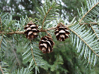 Canadian-Hemlock-needles-and-cones-by-Doug-McAbee.gif