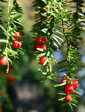 Yew-needles-and-berries-by-mafleen.gif