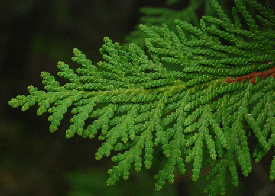 Arborvitae-by-J-M.gif