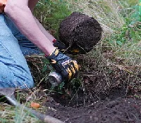 Planting-Spruce.jpg