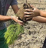 Remove-evergreen-from-containers.jpg