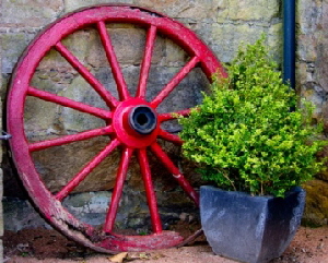 Potted-Buxus-by-Annette-Thomson.jpg
