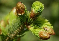 Spruce-Tips-by-Marilyle-Sovern.jpg