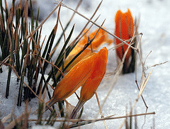 bulbs-blooming-in-snow-by-Paul-Stein.gif