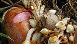 gladiola-corm.gif