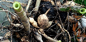 Dahlia-tuber-by-Quinn-Dombrowski.gif
