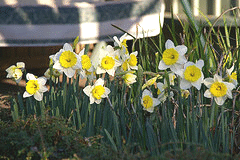 Spring-daffodils-by-Percita.gif